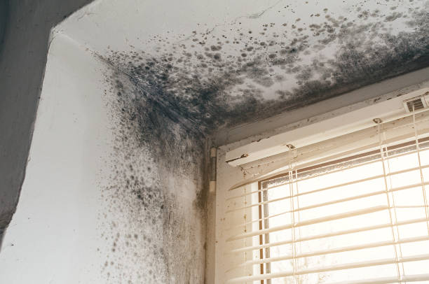 Trusted Attic Mold Removal service in Margarettsville, NC - Cheap Mold Removal